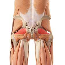 PIRIFORMIS SYNDROME EVERYTHING YOU NEED TO KNOW