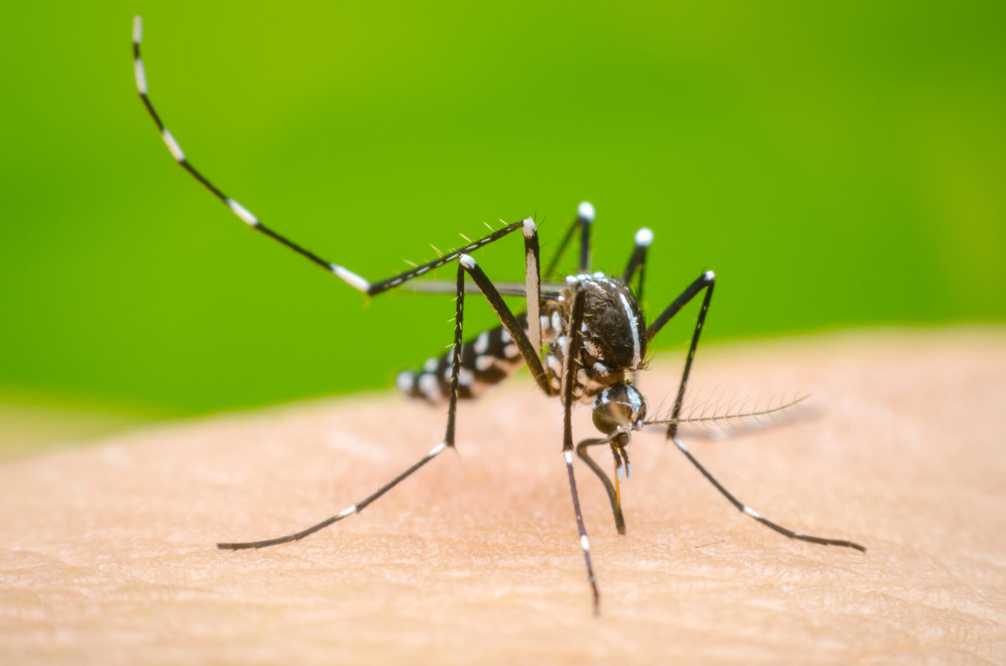 how-dengue-fever-effect-on-health