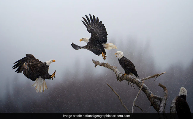 Indian Origin Wins National Geographic's 'Pictures Of The Year' Contest