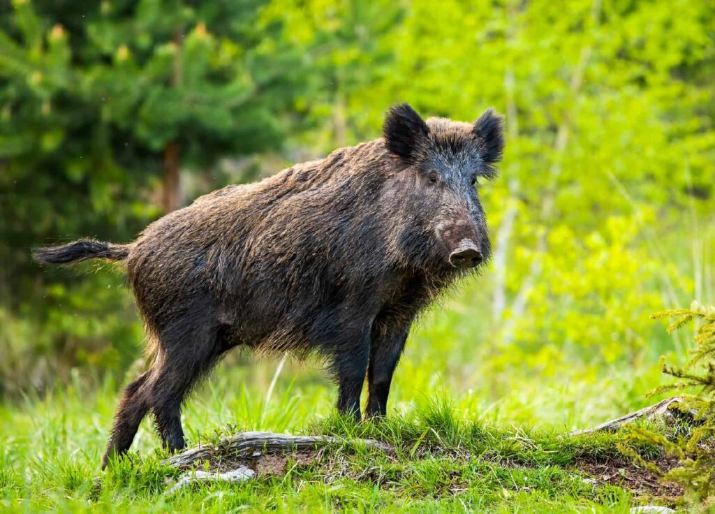 The Return of Wild Boar - Kashmir Scan