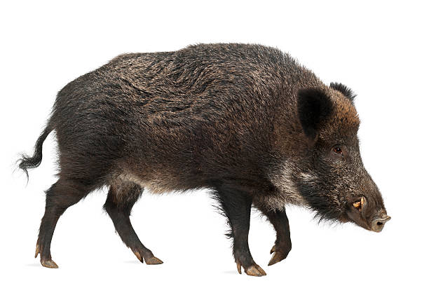 The Return of Wild Boar