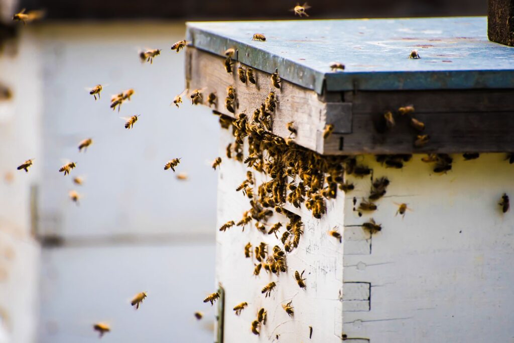 Empowering Lives through Beekeeping