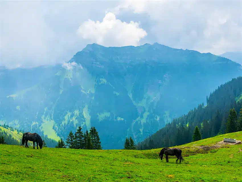 The Valley of Serenity and Charm