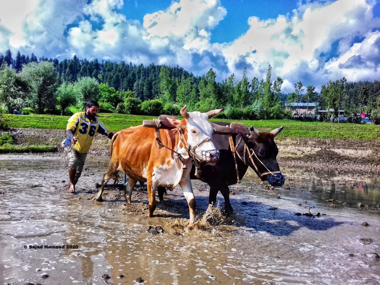 Halshri was more than an agricultural task—it was a movement of resilience and togetherness. Now, it's a memory. But perhaps not forever.