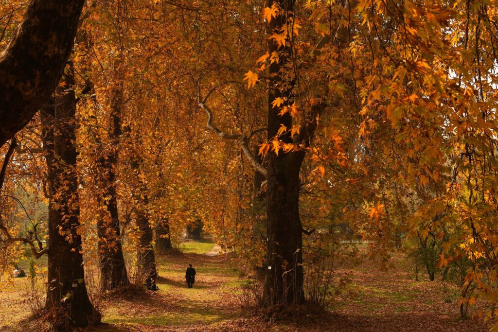 Autumn: That Brings Back the Boy I Was