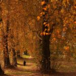 Autumn: That Brings Back the Boy I Was