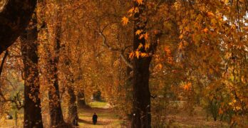 Autumn: That Brings Back the Boy I Was